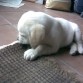 Morder y morder... no para!! Aquí la victima es la alfombra xD